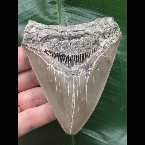 10,4 cm schön gefärbter Zahn des Megalodon