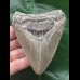 10,4 cm schön gefärbter Zahn des Megalodon