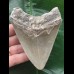 10,4 cm schön gefärbter Zahn des Megalodon