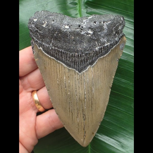 11,3 cm grauer Zahn des Megalodon [TZ258]