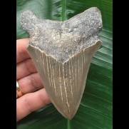 10,6 cm grauer scharfer Zahn des Megalodon