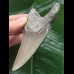 10,6 cm grauer scharfer Zahn des Megalodon