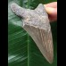 10,6 cm grauer scharfer Zahn des Megalodon