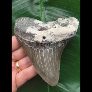 11,1 cm dunkler grauer Zahn des Megalodon