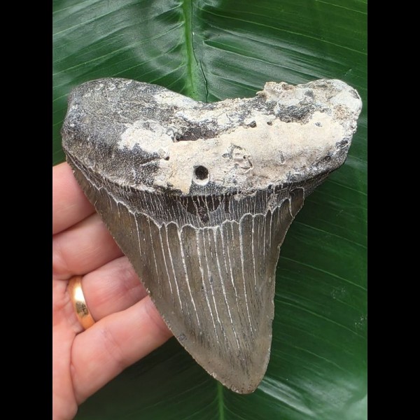 11,1 cm dunkler grauer Zahn des Megalodon