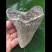 11,1 cm dunkler grauer Zahn des Megalodon