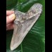 11,1 cm dunkler grauer Zahn des Megalodon