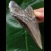 11,1 cm dunkler grauer Zahn des Megalodon