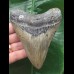 11,5 cm grauer gebogener Zahn des Megalodon