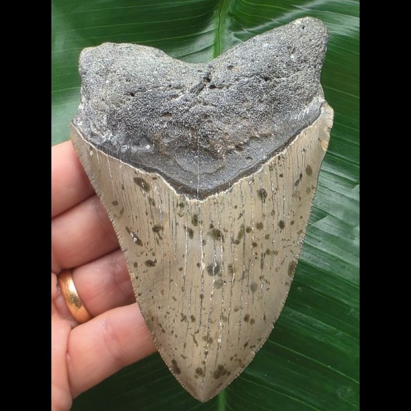 12,2 cm grauer Zahn des Megalodon