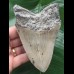 12,2 cm grauer Zahn des Megalodon