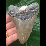 10,4 cm grauer Zahn des Megalodon mit anhaftender Muschel