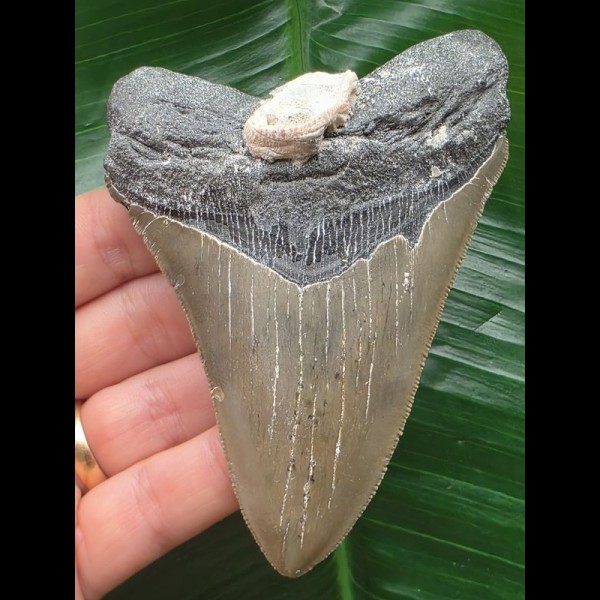 10,4 cm grauer Zahn des Megalodon mit anhaftender Muschel