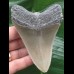 10,4 cm grauer Zahn des Megalodon mit anhaftender Muschel