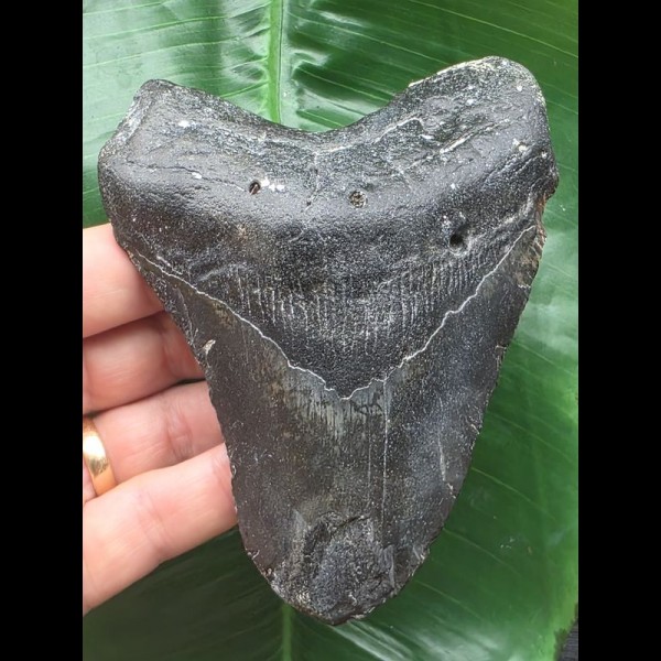 11,6 cm schwarzer Zahn des Megalodon