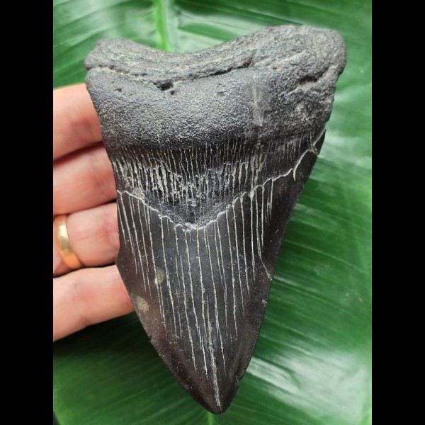 12,3 cm schwarzer Zahn des Megalodon [TZ265]