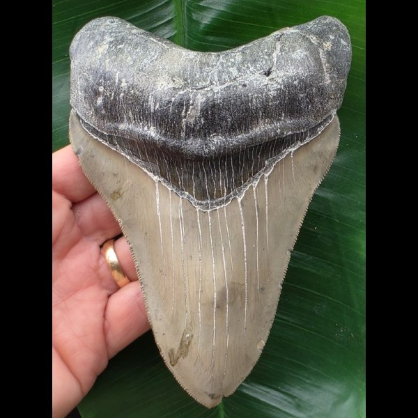 14,9 cm heller beeindruckender Zahn des Megalodon [TZ266]