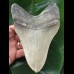 14,9 cm heller beeindruckender Zahn des Megalodon [TZ266]