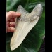 14,9 cm heller beeindruckender Zahn des Megalodon [TZ266]