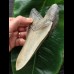 14,9 cm heller beeindruckender Zahn des Megalodon [TZ266]