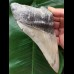 14,9 cm heller beeindruckender Zahn des Megalodon [TZ266]