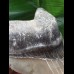 14,9 cm heller beeindruckender Zahn des Megalodon [TZ266]