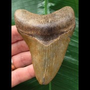 9,7 cm schön gefärbter Zahn des Megalodon
