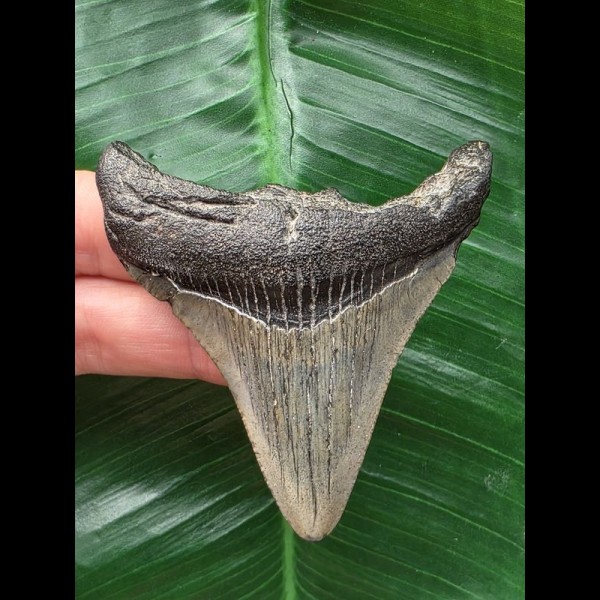 7,5 cm dolchförmiger Zahn des Megalodon [TZ268]