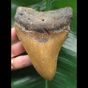 12.1 cm beautifully coloured Megalodon tooth