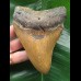 12.1 cm beautifully coloured Megalodon tooth