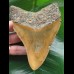 12.1 cm beautifully coloured Megalodon tooth