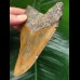 12.1 cm beautifully coloured Megalodon tooth