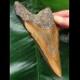 12.1 cm beautifully coloured Megalodon tooth