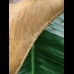 12.1 cm beautifully coloured Megalodon tooth