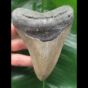 11.8 cm grey Megalodon tooth