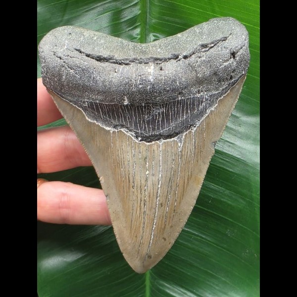 11.8 cm grey Megalodon tooth