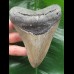 11.8 cm grey Megalodon tooth