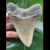 11.8 cm grey Megalodon tooth