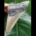 11.8 cm grey Megalodon tooth
