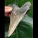 11.8 cm grey Megalodon tooth