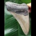 11.8 cm grey Megalodon tooth