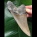 11.8 cm grey Megalodon tooth