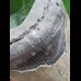 11.8 cm grey Megalodon tooth