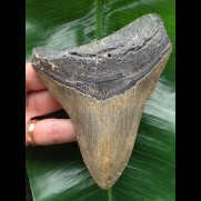 12.8 cm colourful Megalodon tooth