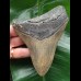 12.8 cm colourful Megalodon tooth