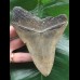 12.8 cm colourful Megalodon tooth