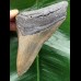 12.8 cm colourful Megalodon tooth