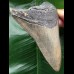 12.8 cm colourful Megalodon tooth