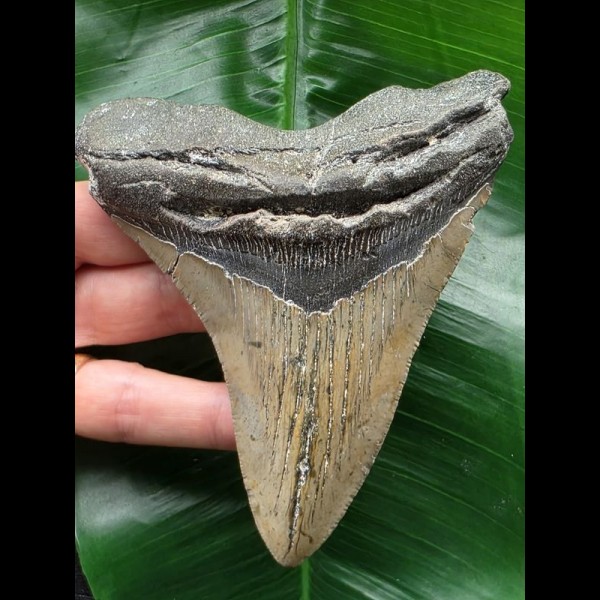12.2 cm dagger-shaped Megalodon tooth 12.2 cm dagger-shaped Megalodon tooth