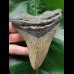 12.2 cm dagger-shaped Megalodon tooth 12.2 cm dagger-shaped Megalodon tooth
